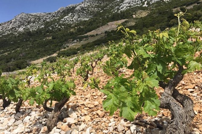 Classic Tour with Wine Tastings from Dubrovnik - Pickup, Driving Time, and How the Day Stays Manageable