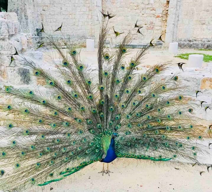 Dubrovnik or Cavtat: Lokrum Island and Betina Cave Boat Tour - Key highlights before you go