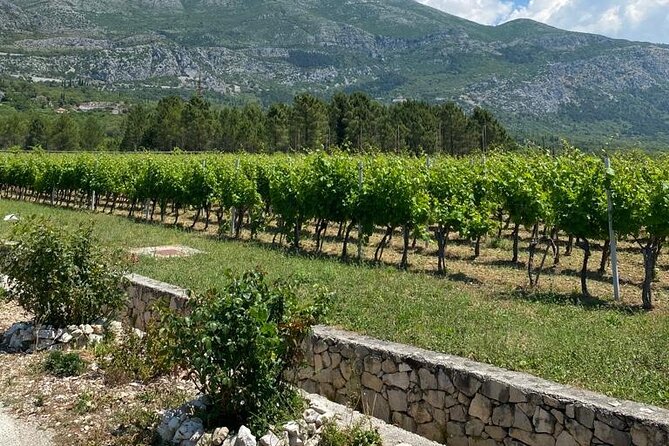 Half-Day Wine and Food Tasting from Dubrovnik - Should you book this half-day Dubrovnik wine and food tasting?