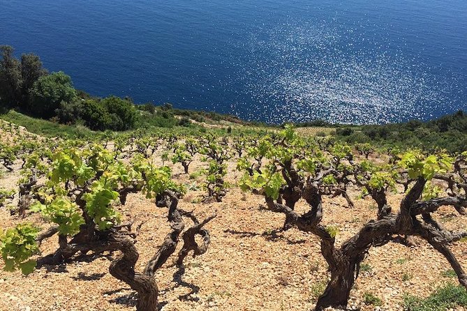 Peljesac and Ston Private Wine Tour with Tastings from Dubrovnik - Mali Ston stop: salt business, oysters, and the best quick stretching break