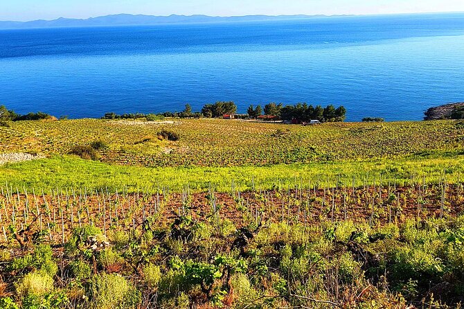 Peljesac and Ston Private Wine Tour with Tastings from Dubrovnik - Dingač-Potočine: steep vines, tunnel drive, and big-island views