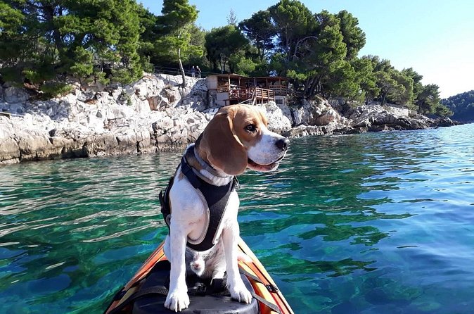 'Pomalo' Guided Sea Kayaking Tour in Cavtat - Fitness Level and Paddling Reality Check