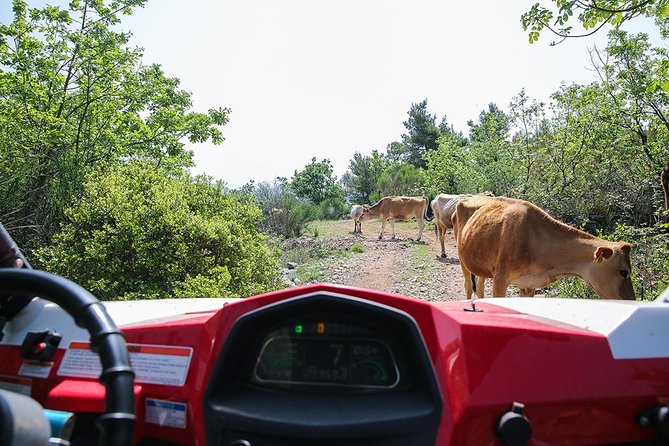 Self-drive Off Road Buggy - Photos, Sunset Chances, and Wildlife in the Woods
