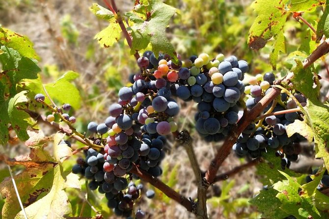 Wine Lover's Tour of Peljesac Peninsula - Winery stop one: a warm start with tours and tasting