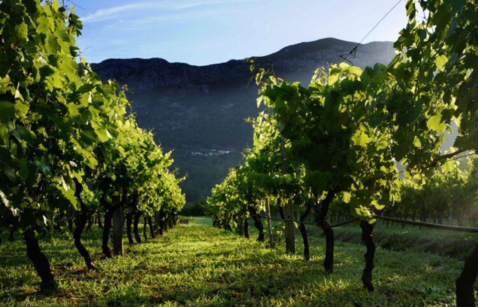 Wine tasting on Peninsula Pelješac wine tour from Dubrovnik - Pelješac Day Trip From Dubrovnik: Why This Route Works