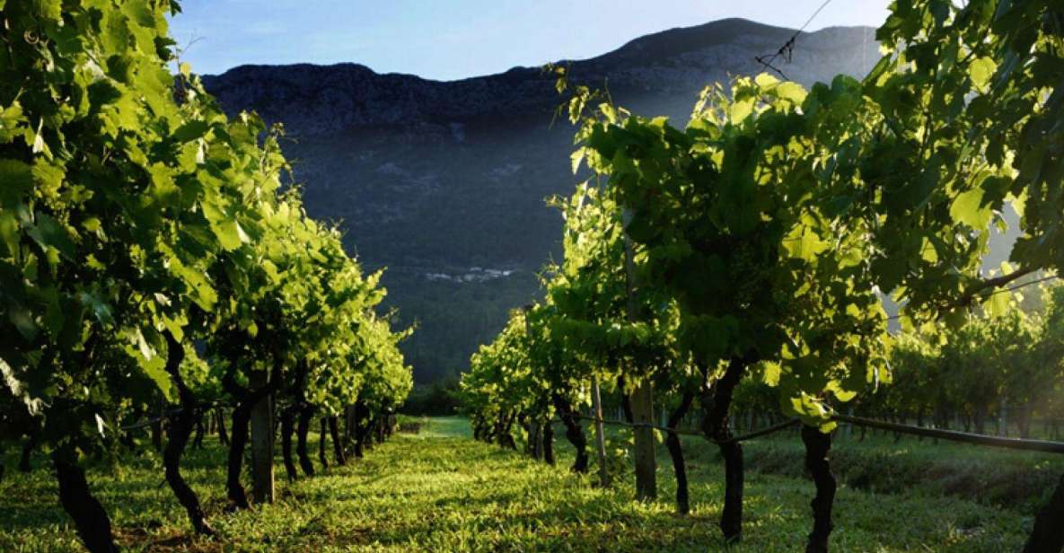 Wine tasting on Peninsula Pelješac wine tour from Dubrovnik - Hotel Pickup to Franjo Tudman Bridge: The Easy Start