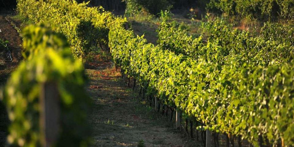 Wine tasting on Peninsula Pelješac wine tour from Dubrovnik - Price and Logistics: What $71 Really Covers