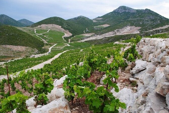 Wine tour peninsula Pelješac - Ston Old Town time: walls, salt works area, and museums